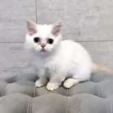 ミヌエット(短足)【和歌山県・男の子・2025年5月13日・レッドポイント】の写真4