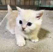 ミヌエット(短足)【和歌山県・男の子・2025年1月16日・カメオクラシックタビー】の写真8