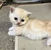 ミヌエット(短足)【和歌山県・男の子・2025年1月16日・カメオクラシックタビー】の写真9