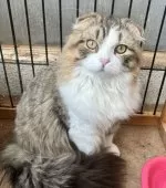 スコティッシュフォールド(折れ耳)【和歌山県・男の子・2024年7月9日・ブラウンマッカレルタビー&ホワイト】の写真3