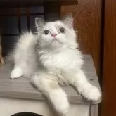 ミヌエット(長足)【和歌山県・男の子・2025年6月19日・ブルーポイント&ホワイト】の写真6