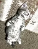 ミヌエット(短足)【和歌山県・男の子・2025年6月19日・ブルークラシックタビー】の写真8