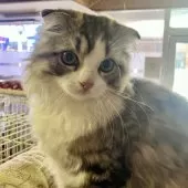 スコティッシュフォールド(折れ耳)【和歌山県・男の子・2024年7月9日・ブラウンマッカレルタビー&ホワイト】の写真5