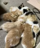 ミヌエット(短足)【和歌山県・男の子・2025年1月16日・カメオクラシックタビー】の写真11