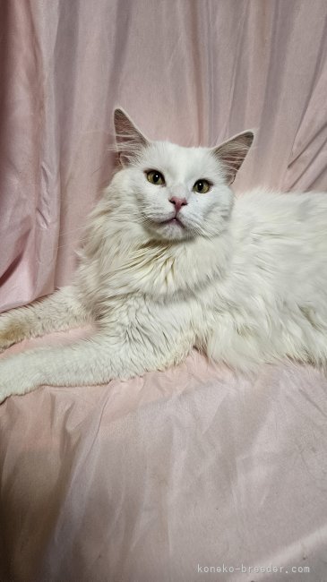 メインクーン【・男の子・2023年9月5日・ホワイト】