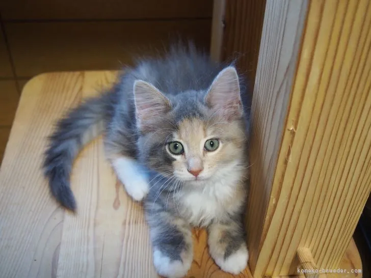 ID：1902-01154の子猫