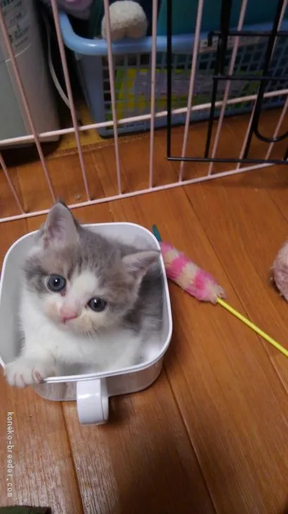 ID：2007-00056の子猫