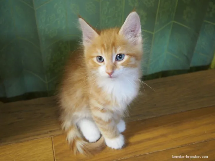 ID:2012-00825の子猫