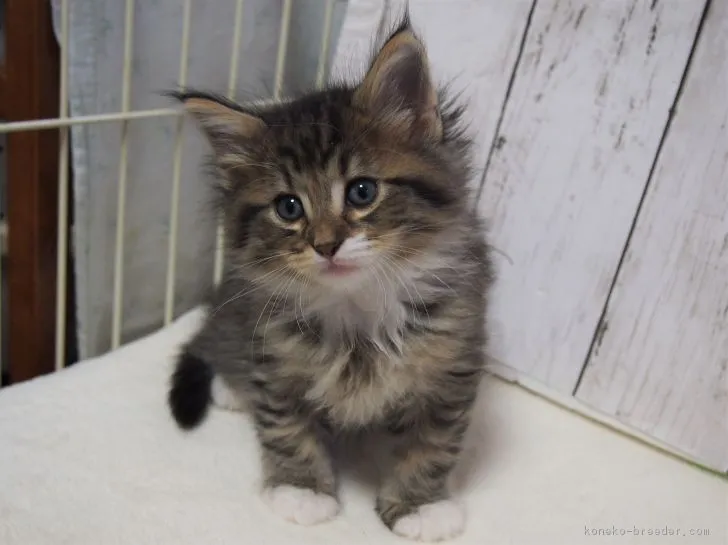 ID：1902-01150の子猫