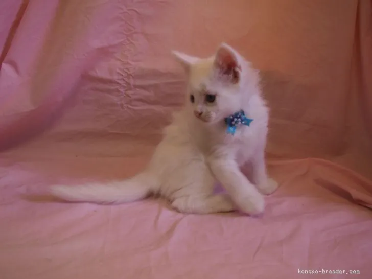 ID：2006-00289の子猫