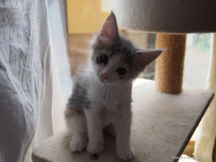 ID：1606-00421の子猫