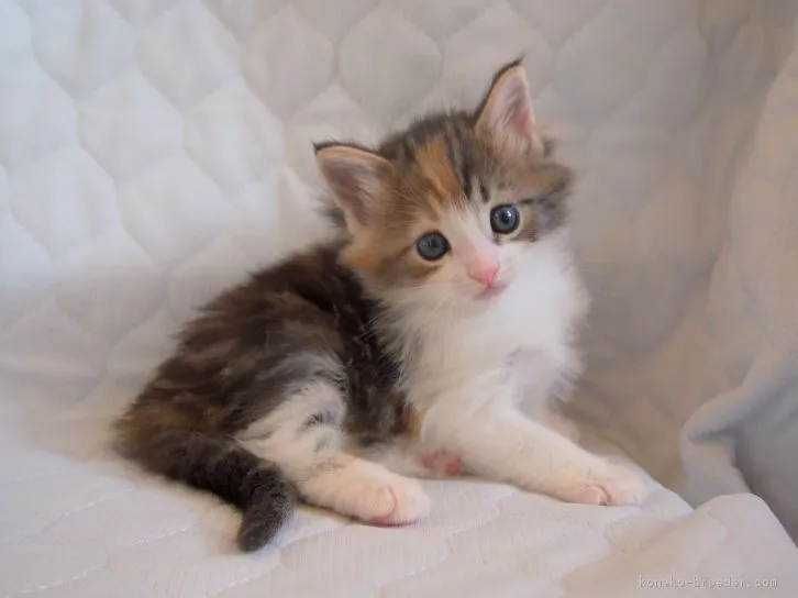 ID：1605-00304の子猫