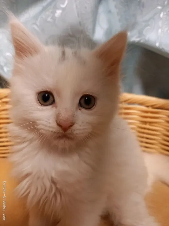 ID：2203-02078の子猫