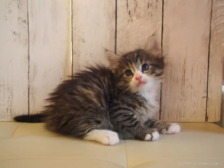 ID：1808-00296の子猫