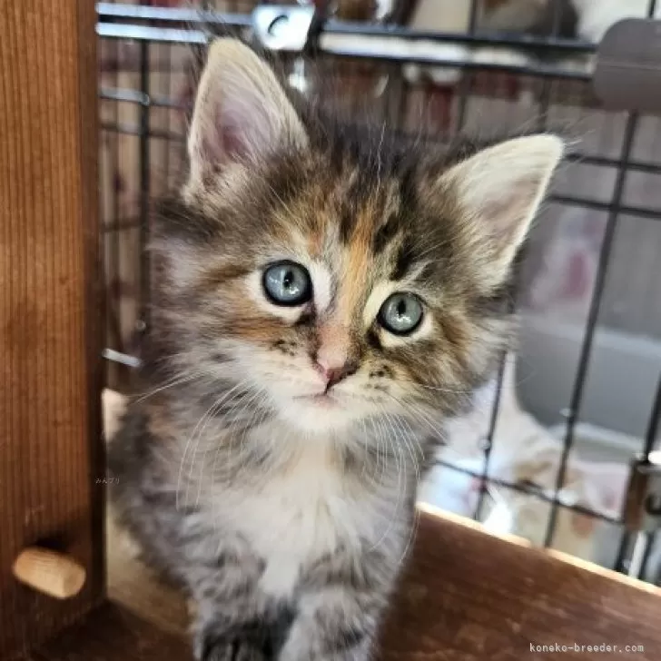 ID：2406-00075の子猫