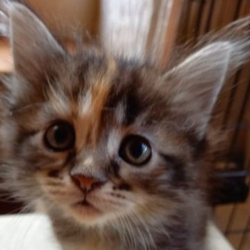 メインクーン【東京都・女の子・2023年4月7日・ブラウンパッチドタビー（フワモフ）】の写真「お父さん似のはっきりした色の可愛い猫ちゃんです。」