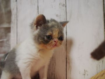 エキゾチックショートヘア【東京都・女の子・2019年11月11日・ダイリュウートキャリコ】の写真「まん丸お目目の可愛らしい女の子です。」