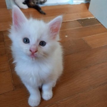 メインクーン【東京都・女の子・2023年4月7日・ホワイト(キトンキャップ)（フワモフ）】の写真「お母さん似の綺麗な白い女の子、キトンキャップです。」
