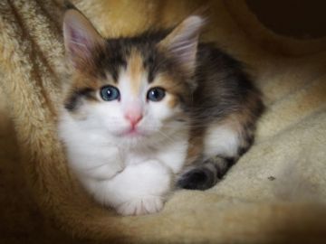 ノルウェージャンフォレストキャット【東京都・女の子・2020年10月18日・ブラウンパッチドタビー&ホワイト 】の写真「まん丸目の可愛いく、奇麗な顔の女の子です。」