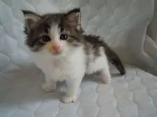 ノルウェージャンフォレストキャット【東京都・男の子・2015年3月20日・ブラウンタビー&ホワイト】の写真1「口のまわりが茶色っぽく見えるのは、自分でフードを一生懸命食べた為です。」