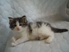 ノルウェージャンフォレストキャット【東京都・男の子・2015年3月20日・ブラウンタビー&ホワイト】の写真2「横の柄です、首の周りはいっしゅう」