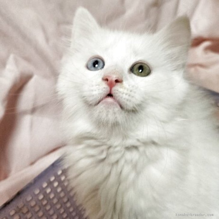 ブリーダー画像