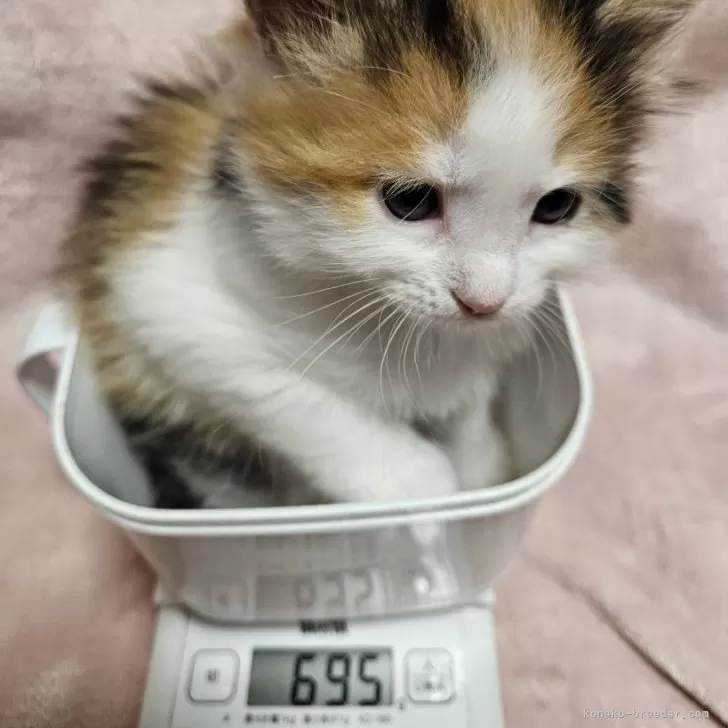 ID：2503-02428の子猫