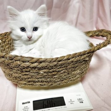 メインクーン【東京都・女の子・2025年10月7日・ホワイト】の写真「元気で可愛い綺麗な白い女の子。」