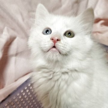 メインクーン【東京都・女の子・2025年10月7日・超レア白いオッドアイの女の子です。】の写真「超レア、オッドアイの白い女の子成長が楽しみです。」