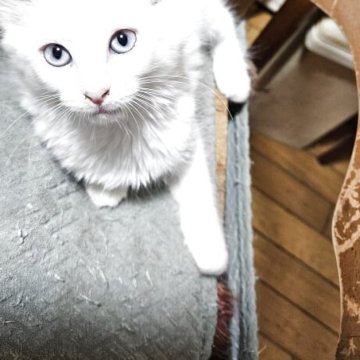 ブチ猫 tamaya＊羊毛フェルト＊猫＊子猫＊＊ぶち猫＊白黒猫