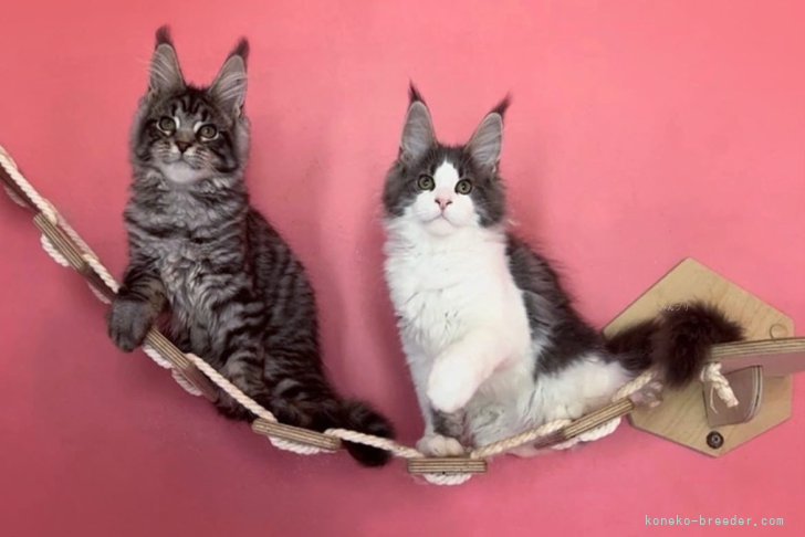 クリミアからやってきたディジーとSnowball｜平塚　晴美(ひらつか　はるみ)ブリーダー(栃木県・メインクーンなど・CFA/TICA/TICA国内ブランチ/CFA国内クラブ登録)の紹介写真9