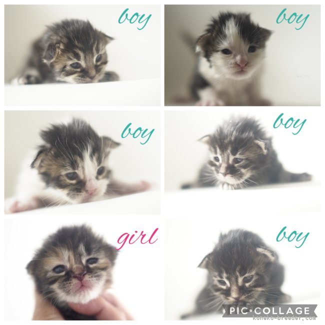 平塚晴美ブリーダーのブログ：プチ出産ラッシュです。