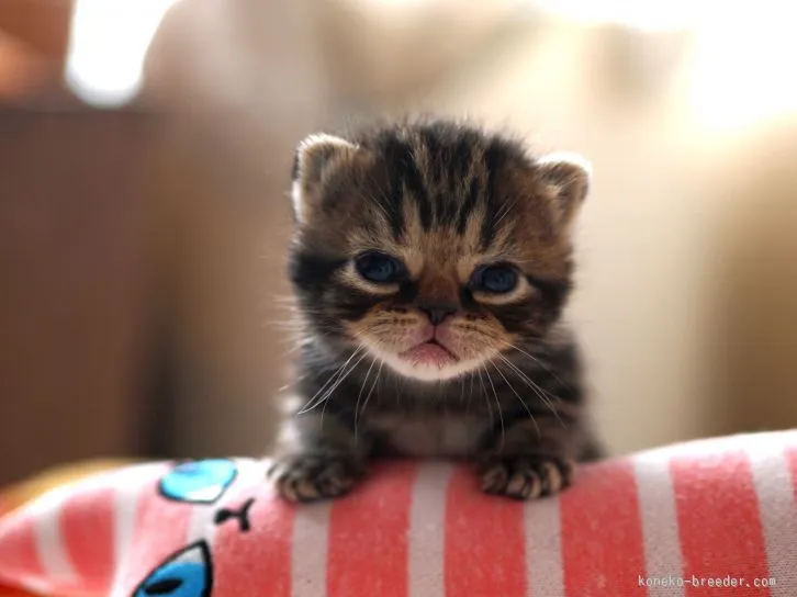 はるさん 様のお迎えした子猫