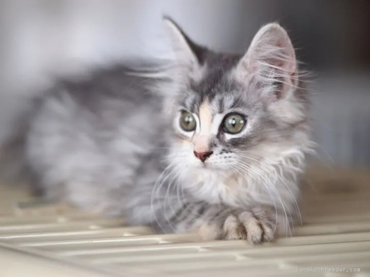 naka4ma3 様のお迎えした子猫