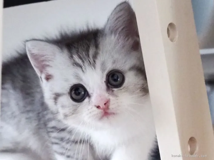 ID:1906-00486の子猫