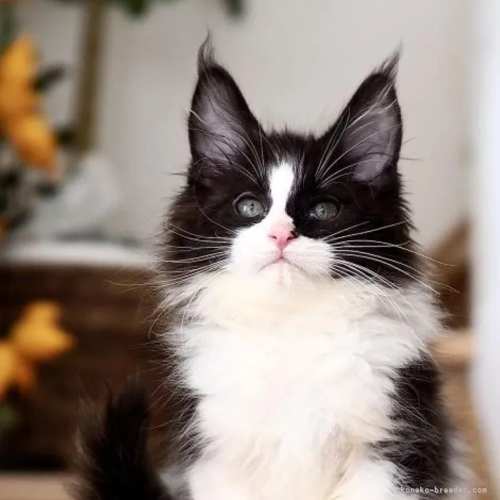 ID：2209-00714の子猫