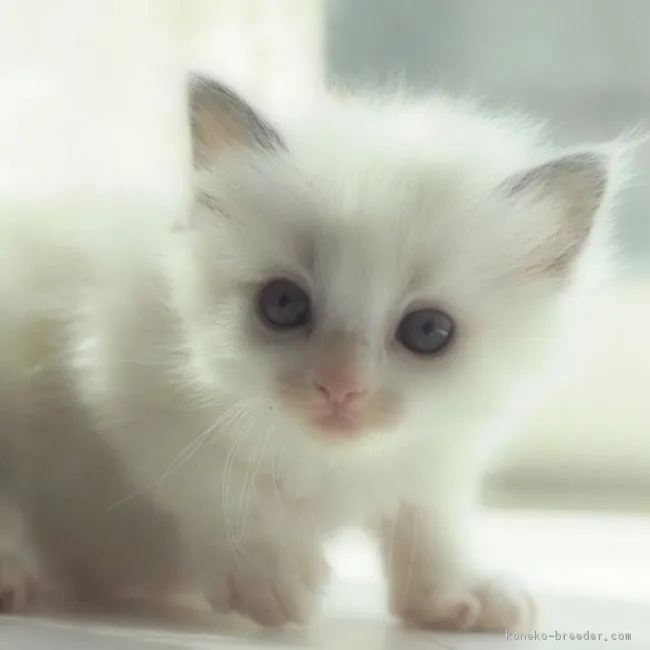 ID:1902-01080の子猫