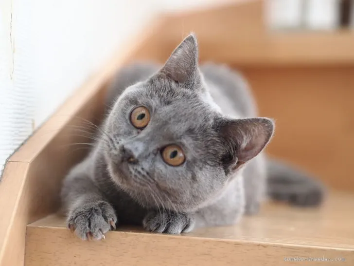 けんとえふ 様のお迎えした子猫