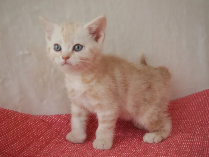 ID:1401-00014の子猫