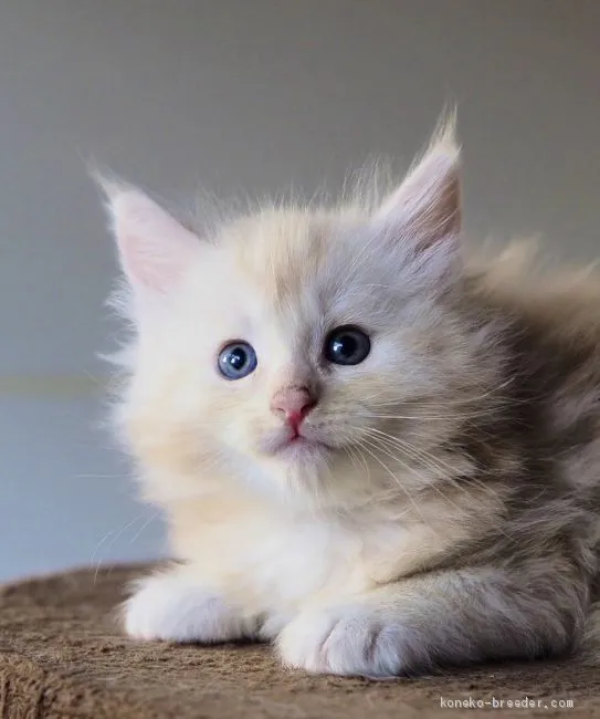 ID:2009-00770の子猫