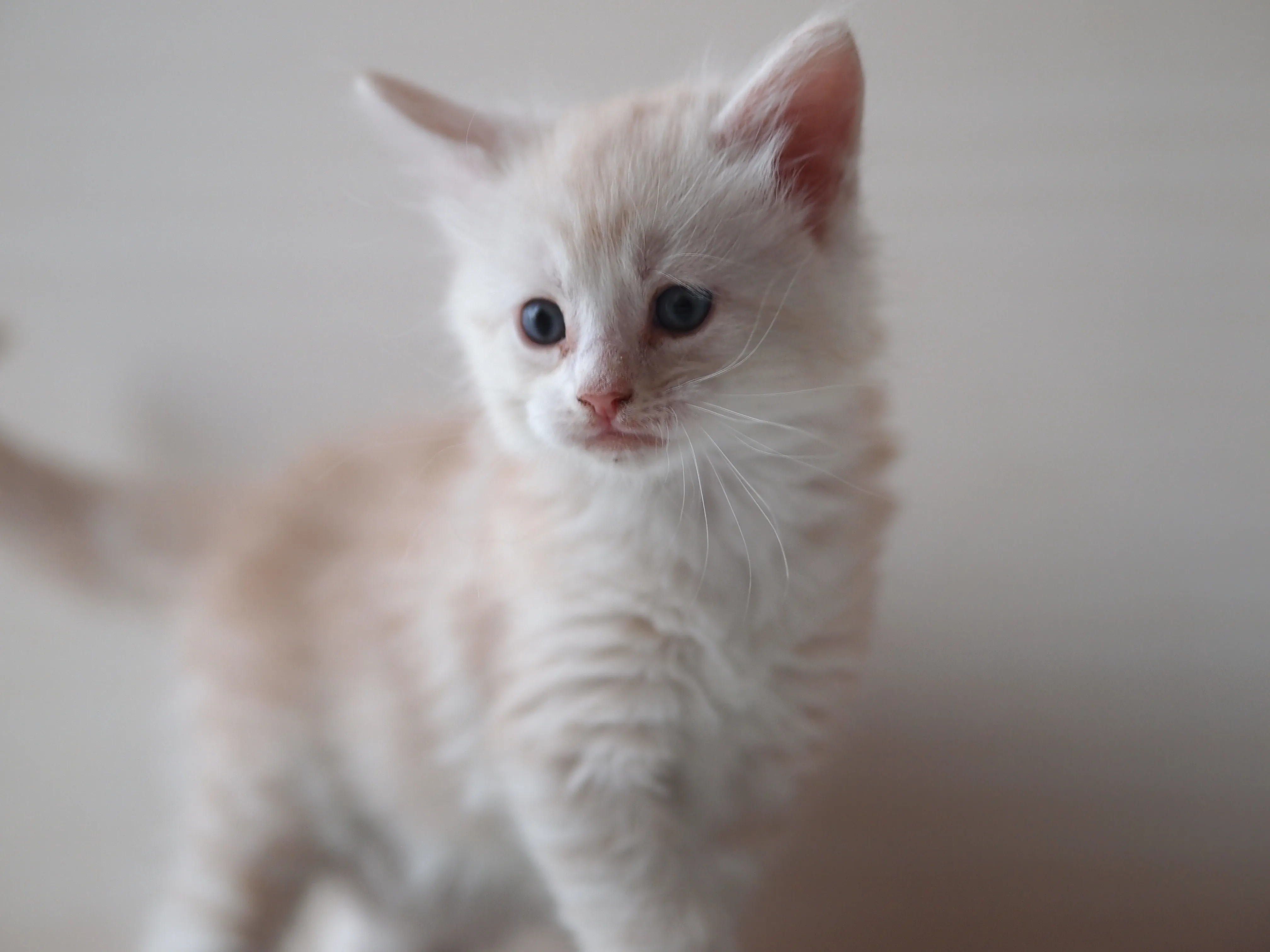 ID：1606-00095の子猫