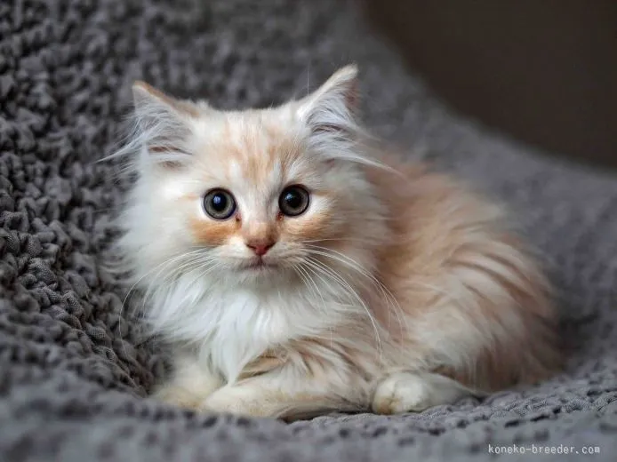 ID:1509-00382の子猫