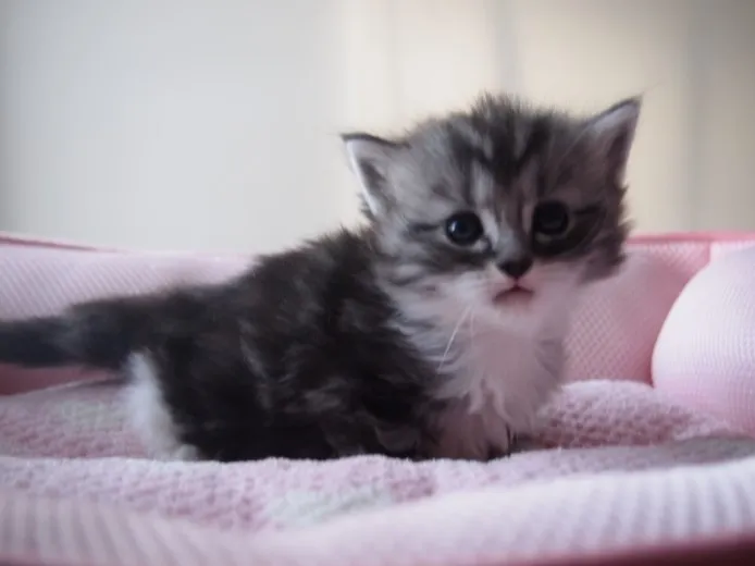 ID：1312-00022の子猫