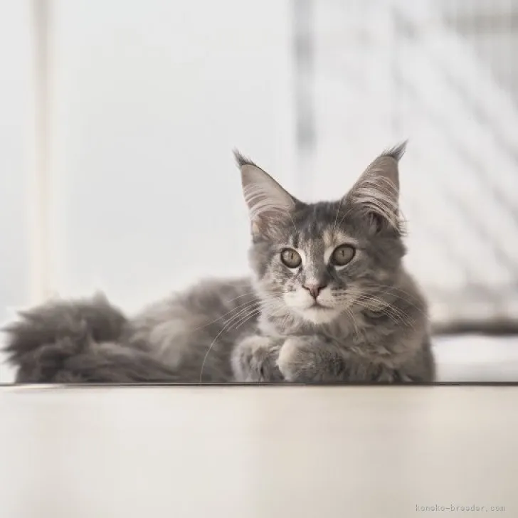 ID:2306-03562の子猫