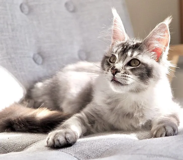 メインクーン【栃木県・男の子・2021年10月25日・ブルーシルバーティックドタビー】の写真1