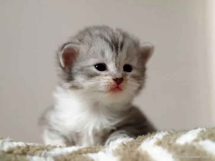 ID：1601-00325の子猫