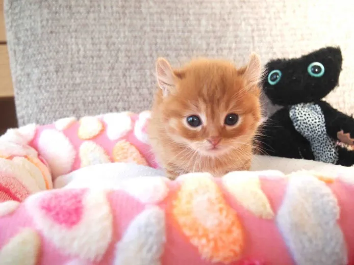 ID：1401-00003の子猫
