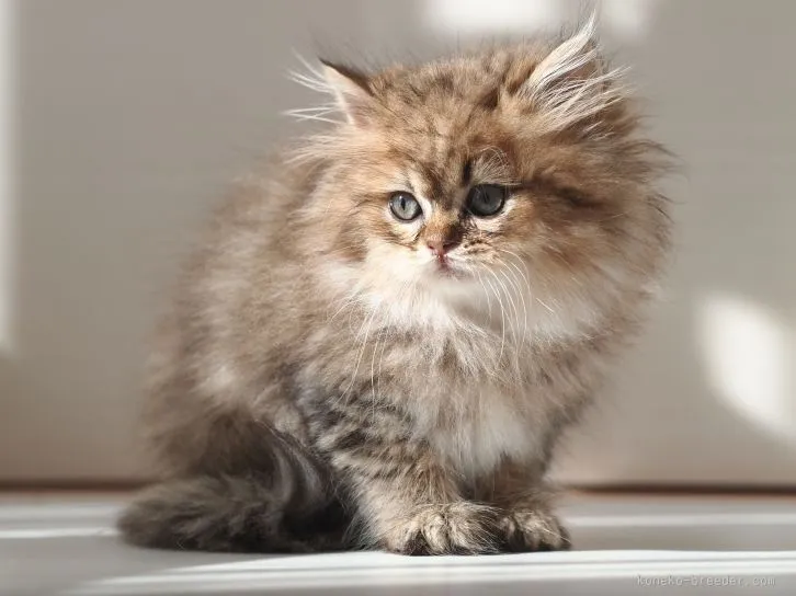 ID:1512-00115の子猫