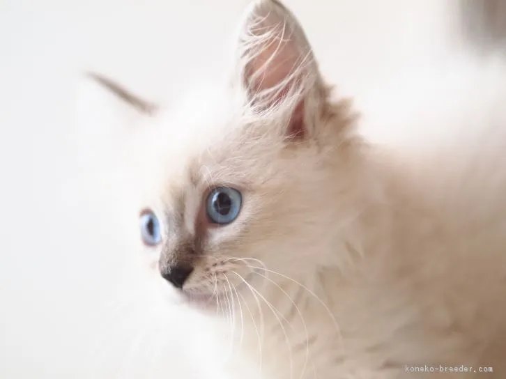 猫バー 様のお迎えした子猫