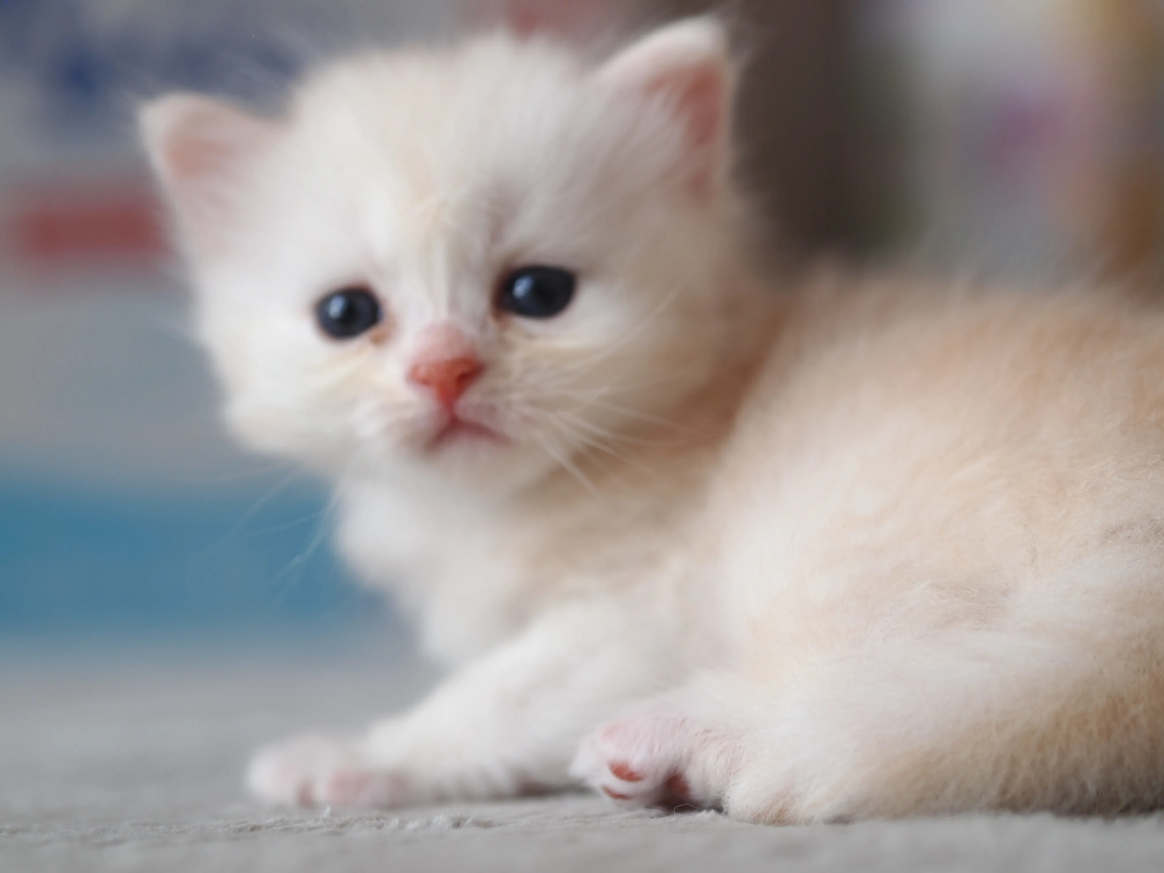 まんちーズ　ママ 様のお迎えした子猫